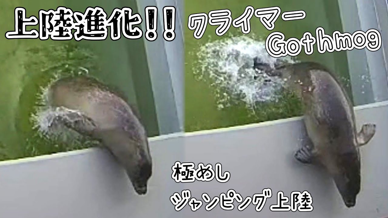 もはやオテテなど使わぬ、クライマーゴスモグ 登りまくり極めし者となる【アザラシ幼稚園】