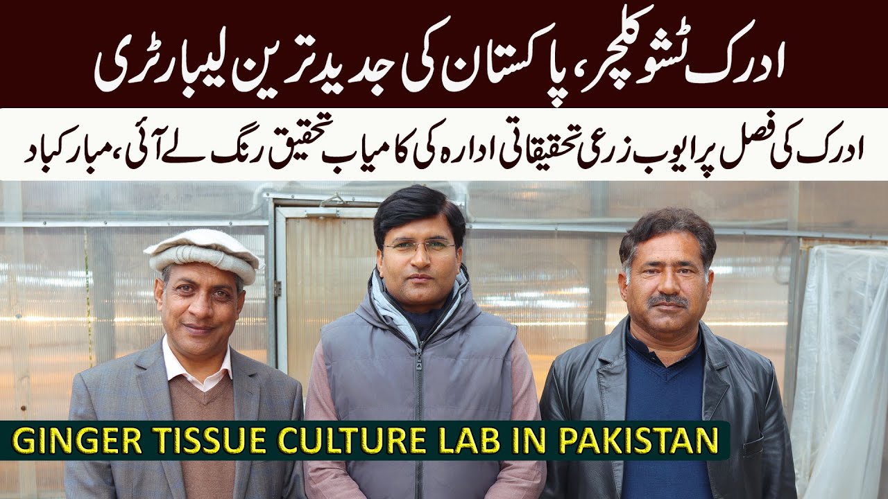 GINGER Tissue Culture Laboratory | Ayub Agricultural Research Institute Faisalabad