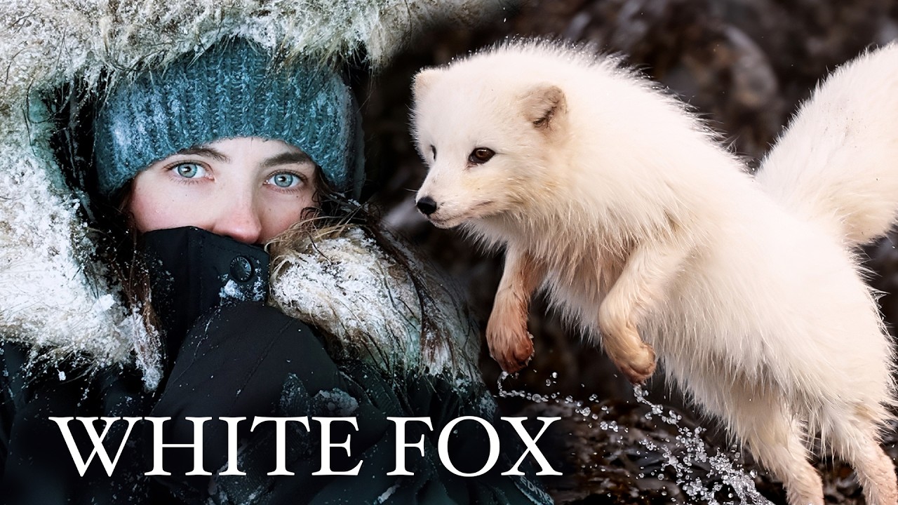 I Went to Iceland to Photograph a Rare White Arctic Fox