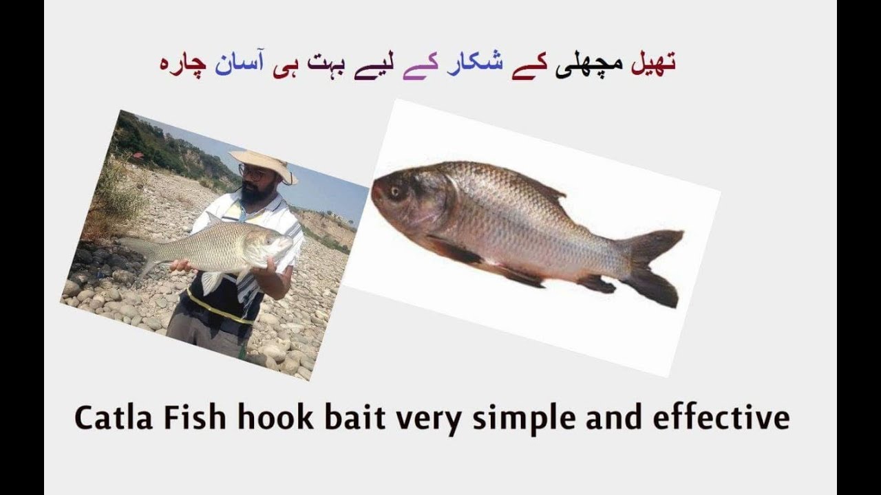 Catla fish bait recipe | Easy & Simple effective Hook bait | Thail machli ka chara |