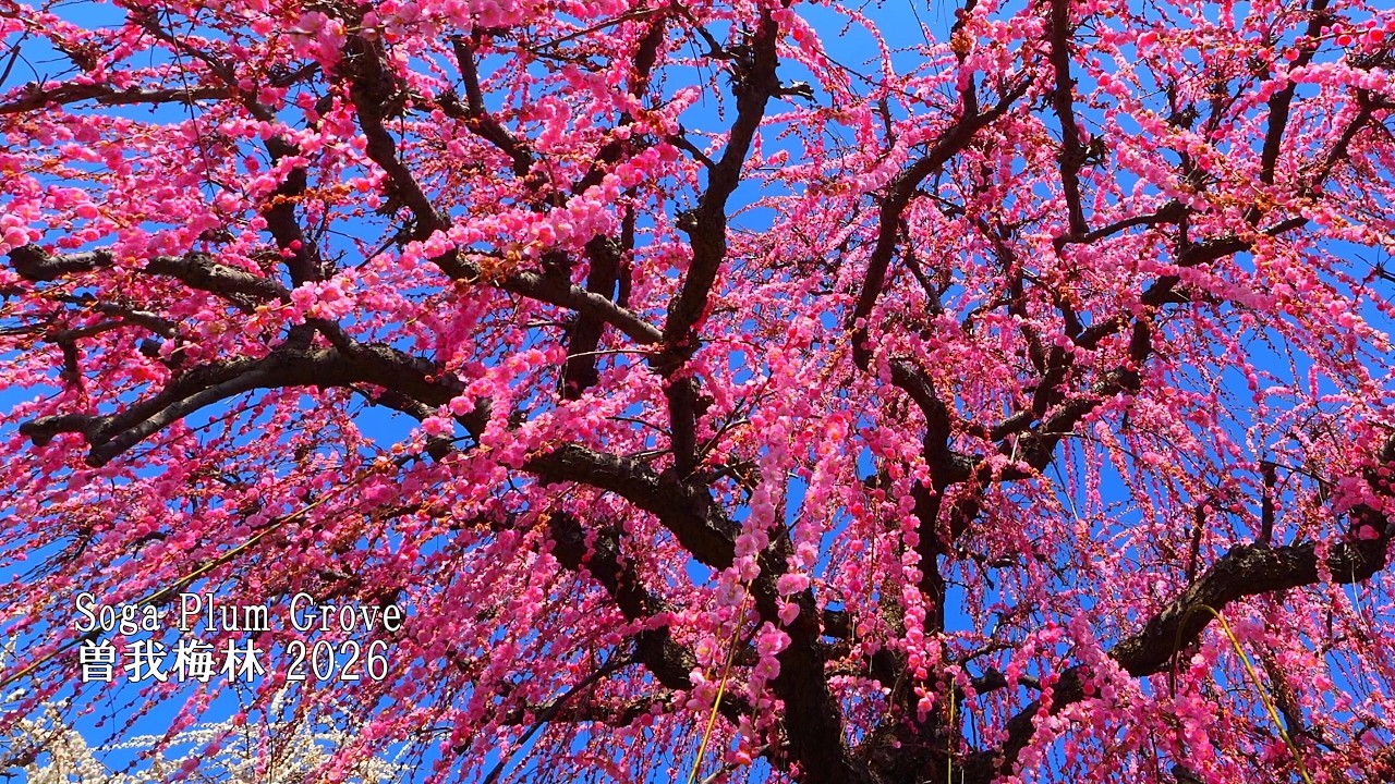 Плакучие сливы и гора Фудзи в сливовой роще Сога