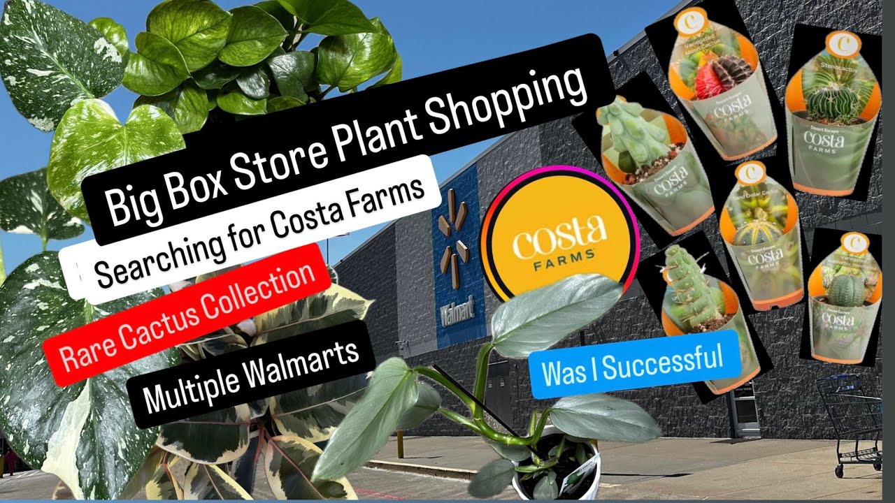 Big Box Store Plant Shopping Searching for Rare Cactus Costa Farms Collection Walmart Plant Finds