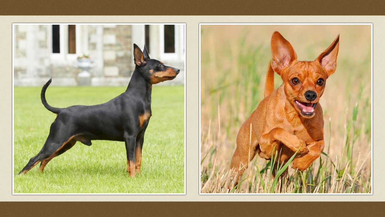 Törpe pincser / pinscher kutya [fajtabemutató]