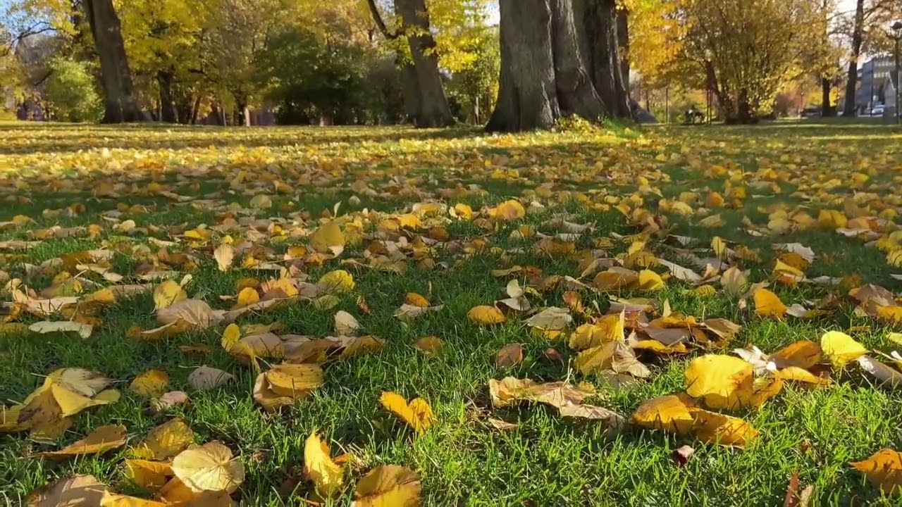 The Nature Of TheLandscape AutumnThree Light YellowThree LeavesVedio Player#meditationmusic #viral 