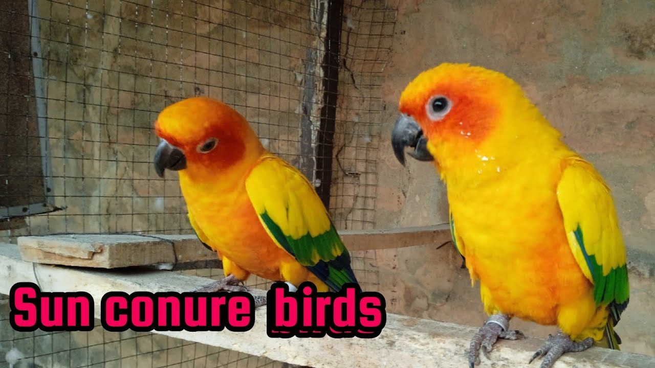 Sun conure breeding progress.2023 &tips #sun conure # Aviculture# parrot# pets