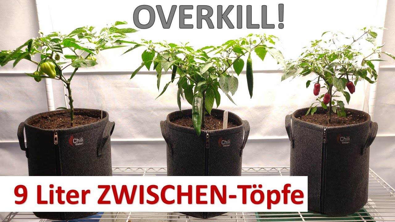 9 Liter als Zwischentöpfe - Stand der Anzucht Teil 9