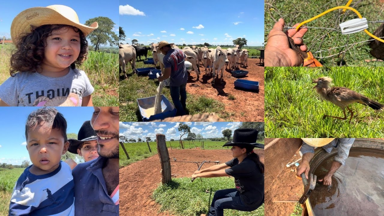 COLOCANDO RAÇÃO PARA BOIADA/ARRUMANDO CERCA E O BEBEDOURO 🧑🏽‍🌾🐂🔨🙌🏽