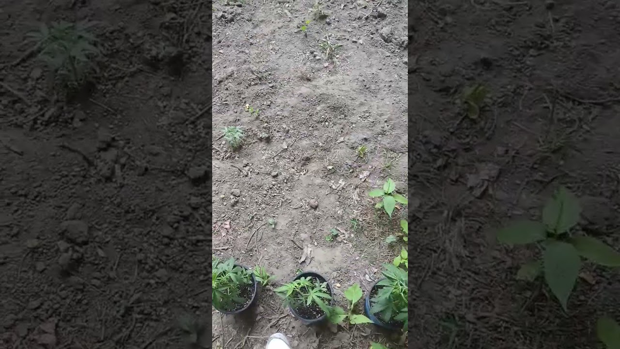 CLEVELAND OHIO RECORD PRODUCER CANABIS GROWER AND BREEDER SANTORIO HECTOR OUTDOOR GORILLA GROW