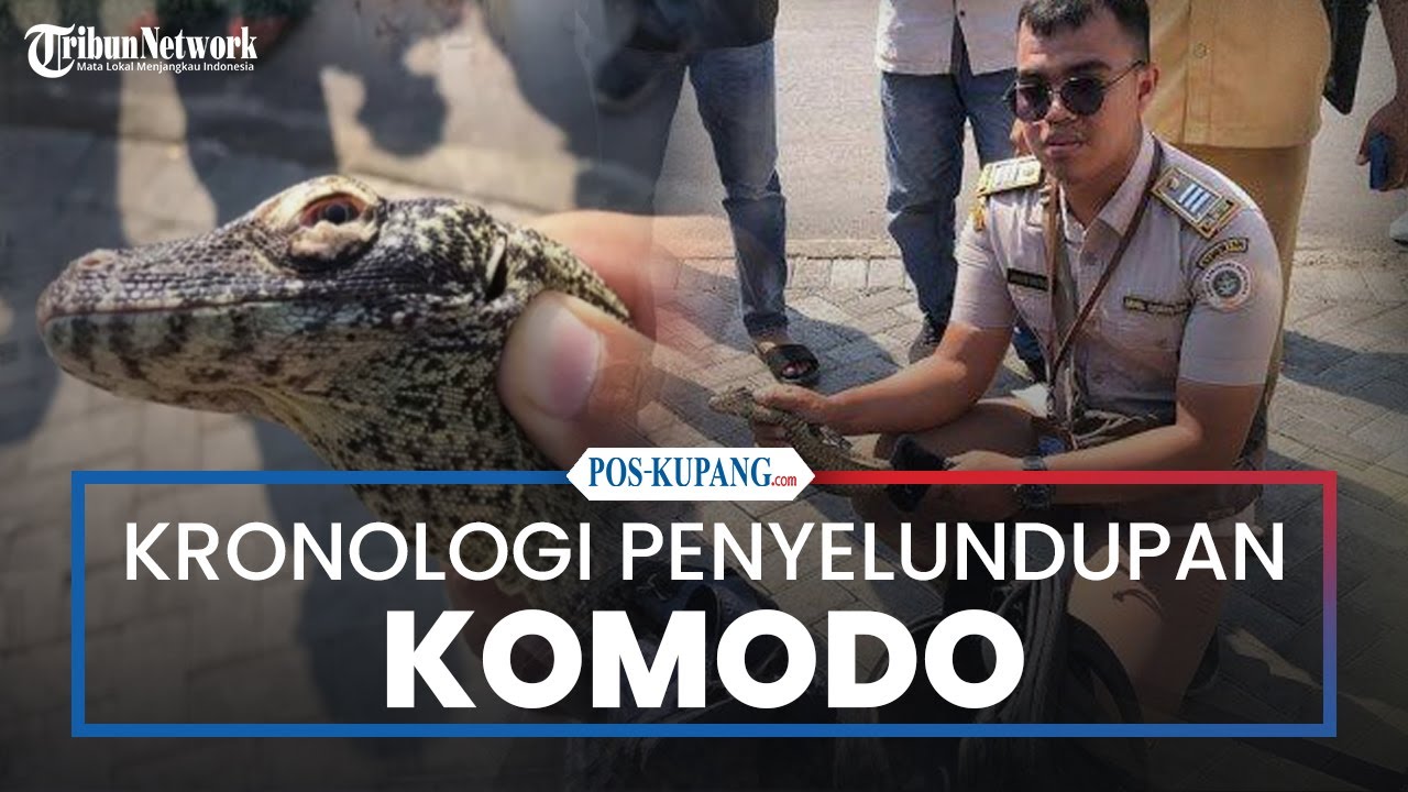 Kronologi Terungkapnya Upaya Penyelundupan Anak Komodo di Labuan Bajo