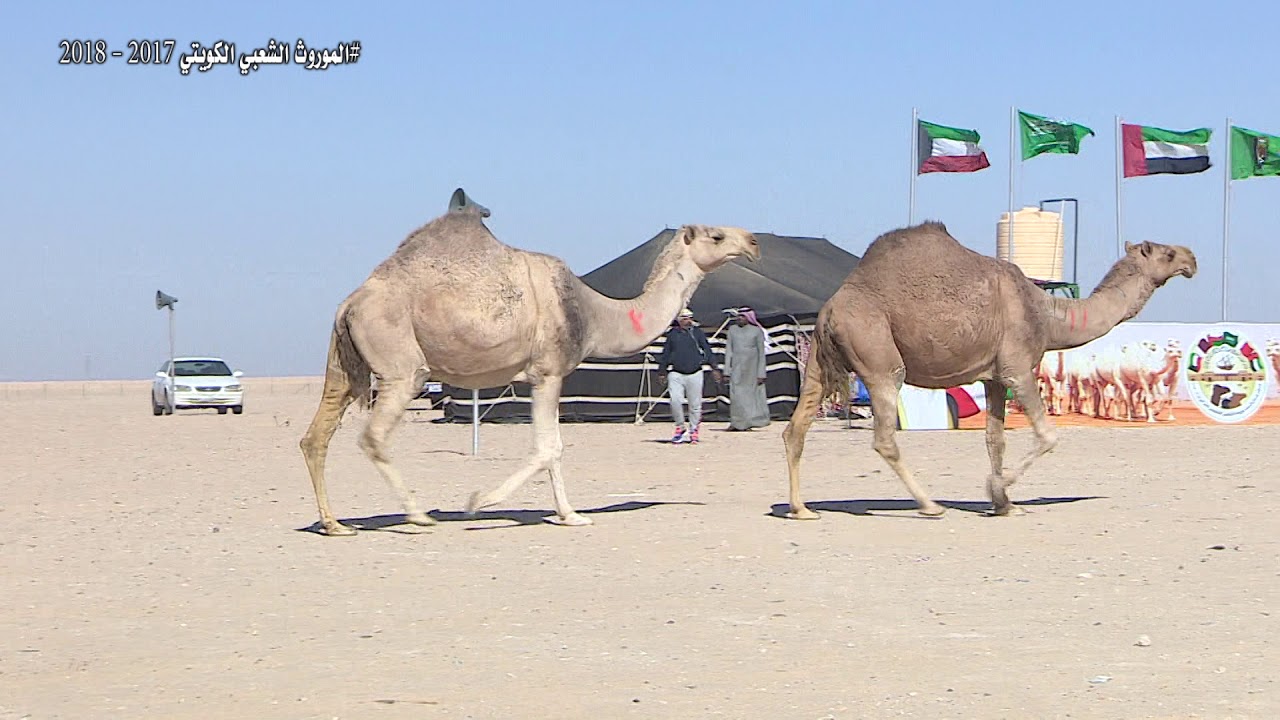 تحكيم  الحمر  فئة  فردي   الموروث الشعبي الكويتي يوم الثلاثاء 2018 -1- 9