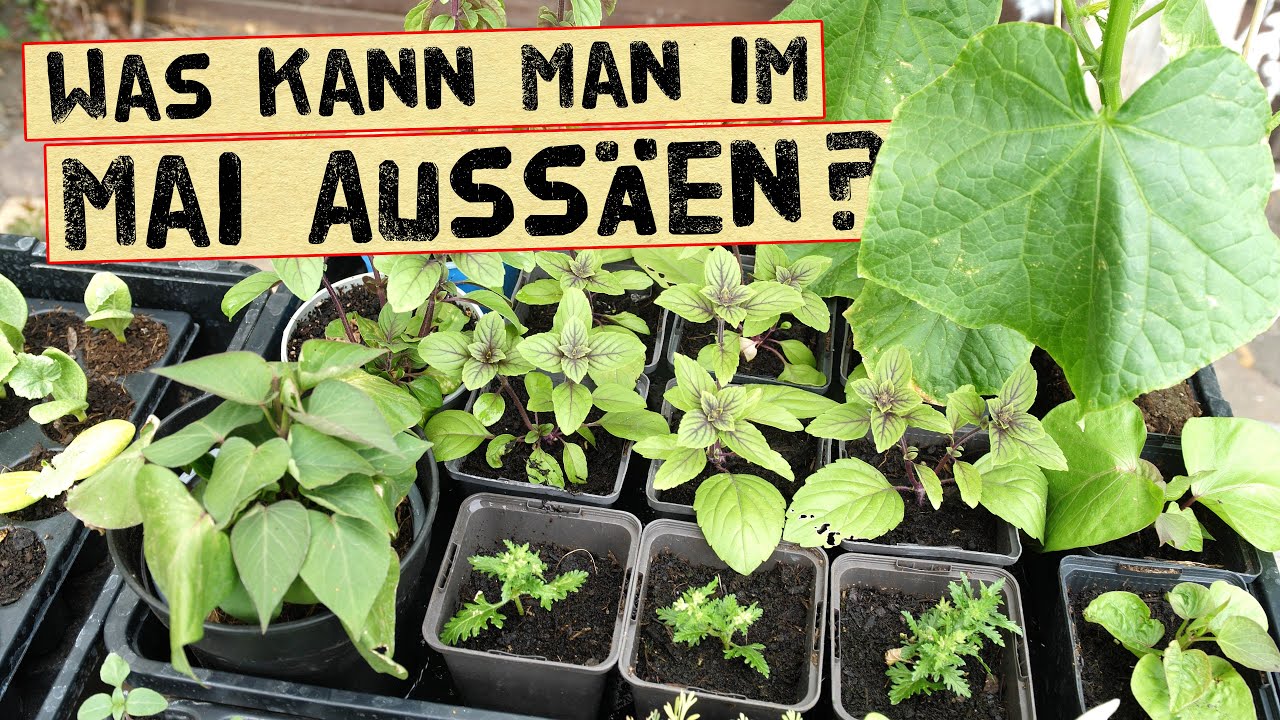 Aussaaten im Mai für den Gemüsegarten! Was du jetzt sinnvoll aussäen kannst. Gestaffelte Aussaat