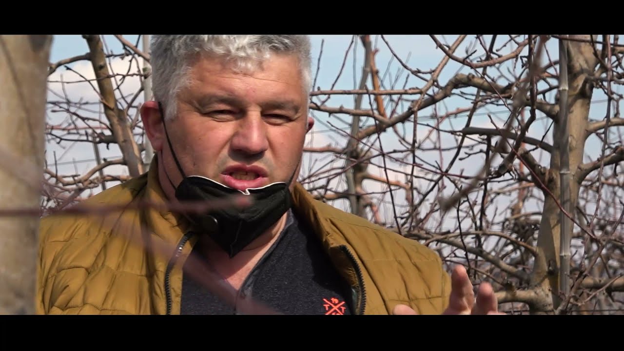 ვაშლისა და ბლის ბაღების სხვლა-ფორმირება. FAO-ს პროექტი. გორი