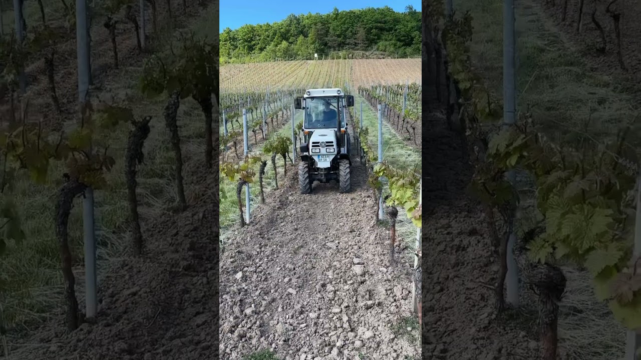 Stroh einbringen in Weinberg #viticulture #weinbau #weinberg #steyr #farming #landwirtschaft