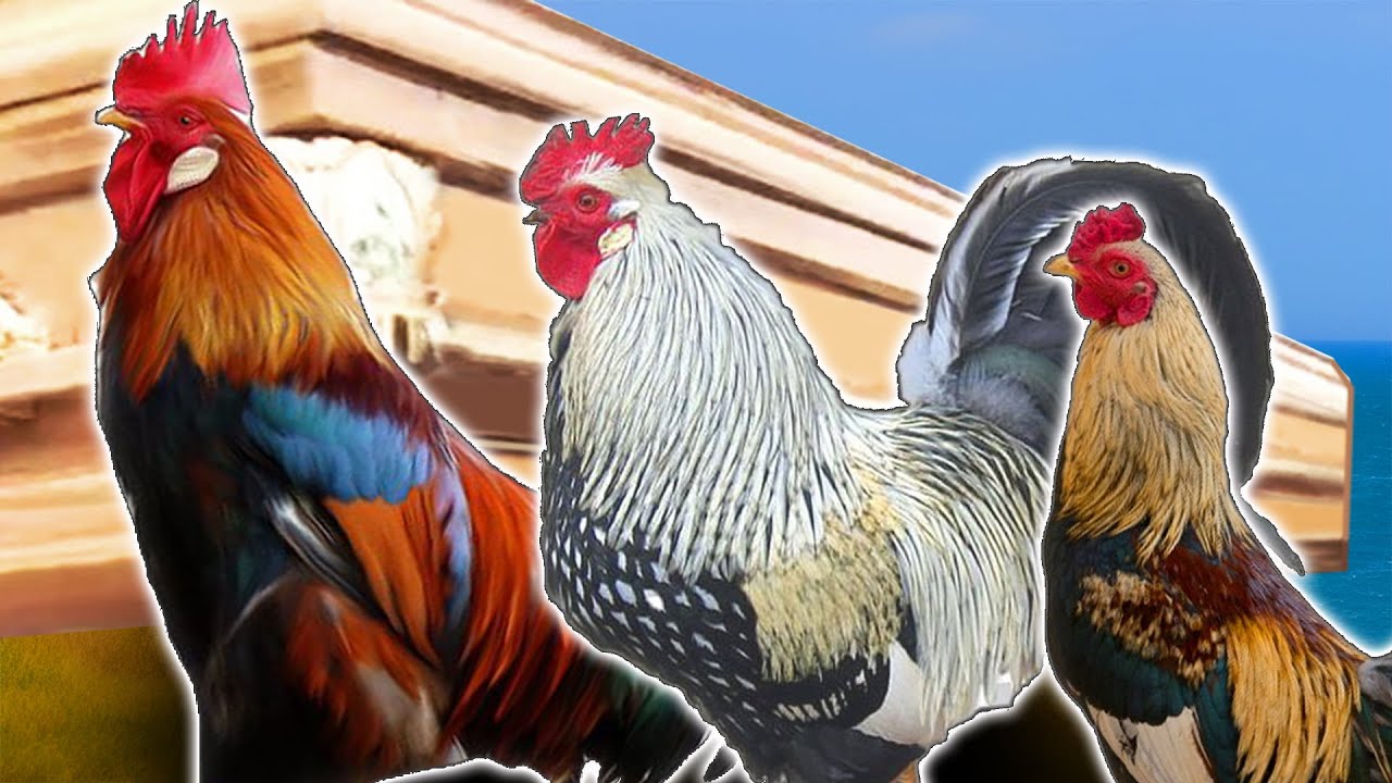 Rooster 