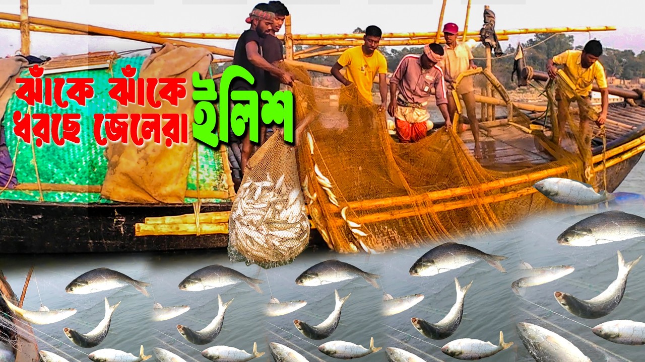যমুনা নদীতে জেলেদের জালে ধরা পড়লো 2মন ইলিশ।। Fishing With Fisherman In Jumona River.Village life bd.