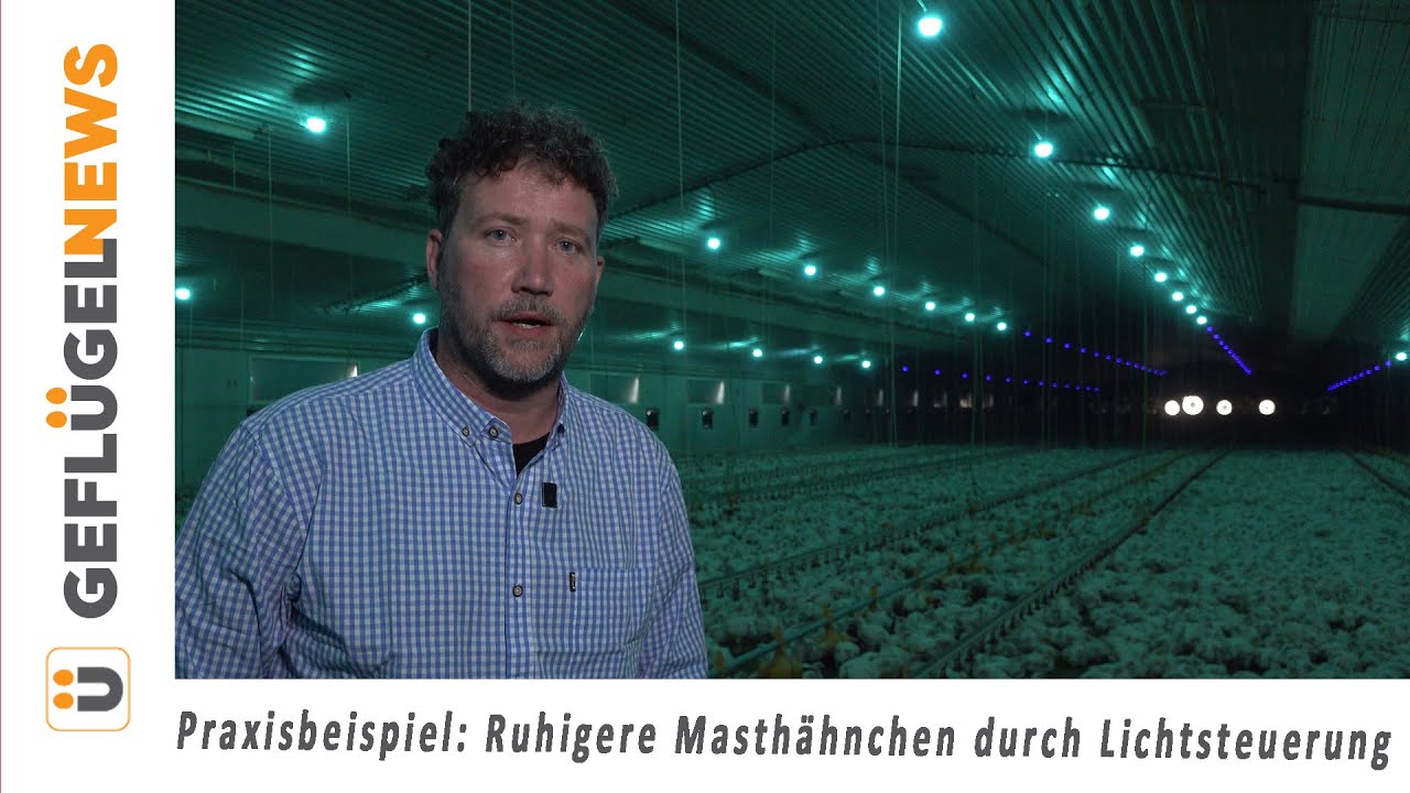 Ruhigere Masth&auml;hnchen durch Ver&auml;nderungen im Licht