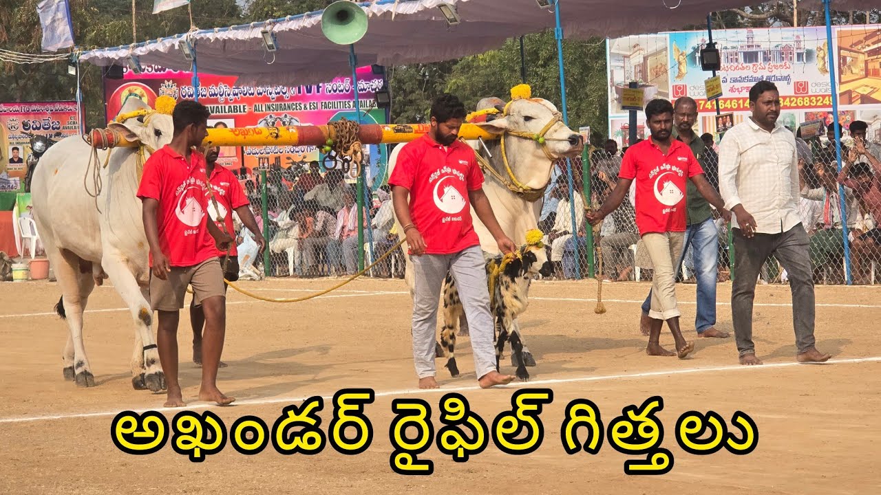 రెంటచింతల ఆరుపళ్ళు 8జత.యద్దనపల్లి పెద్దబ్బాయి బుజ్జి  మెమోరియల్.Y. మనోజ్ చౌదరి గారు రావిపాడు గ్రామం