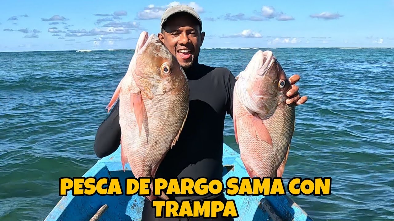 LA PESCA DE HOY FUE CON LAS TRAMPA PARA LOS PARGO SAMA Y COLIRUBIA