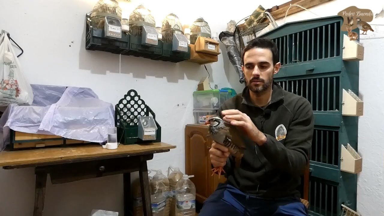 PERDIZ CON RECLAMO -  " Recortando los perdigones para la temporada de reclamo" #3