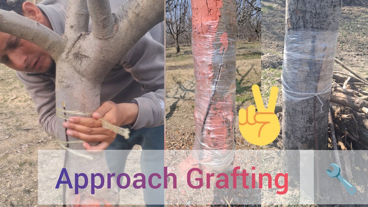 Approach Grafting Kassay Karay 