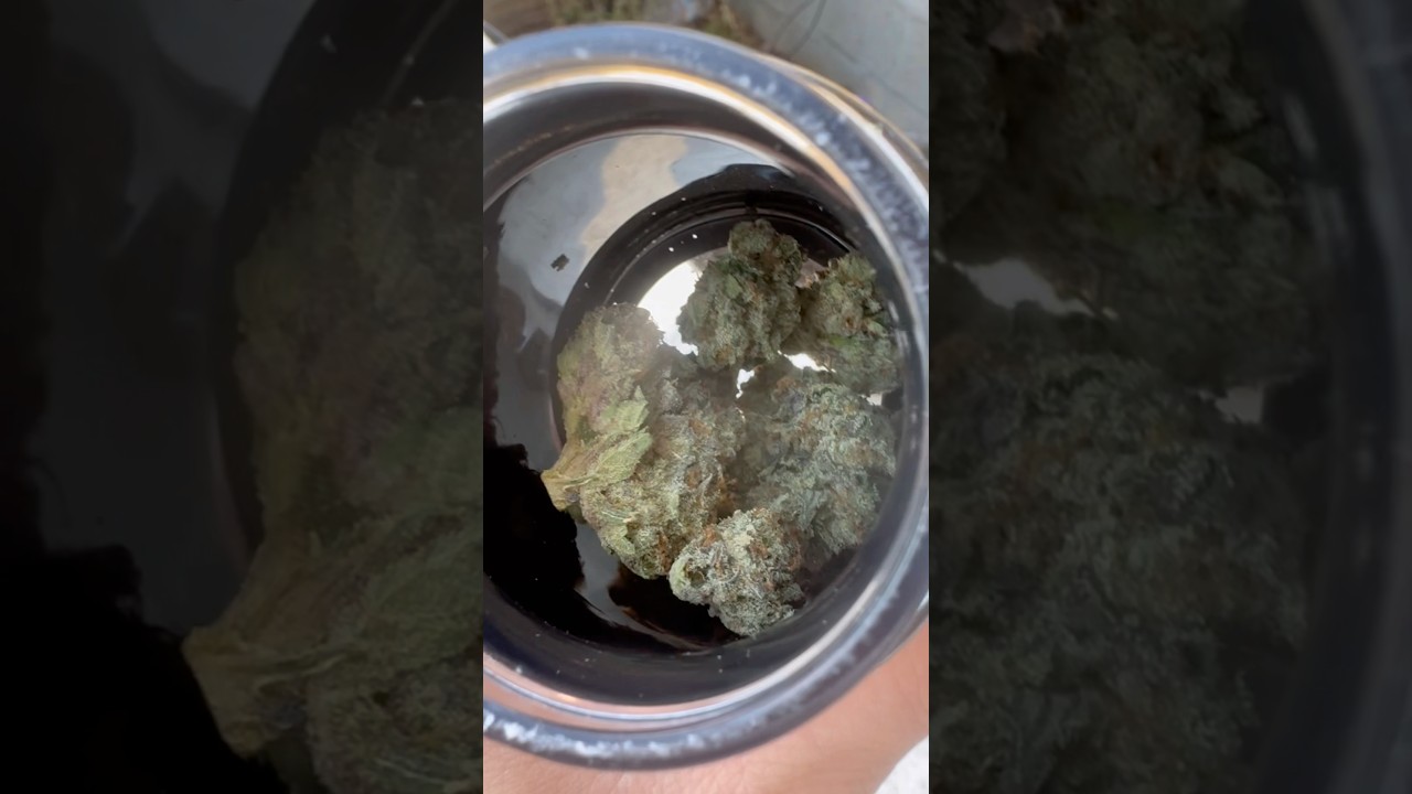 Area 41 Alien labs #flower #organic #love #shorts #viral #youtubeshorts #trending #shortvideo #g59
