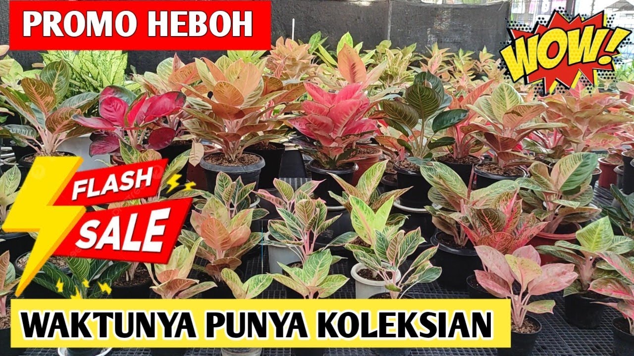 Promo Heboh‼️ Waktunya Punya Aglonema Koleksian,, Harga Ekonomis ~ 78
