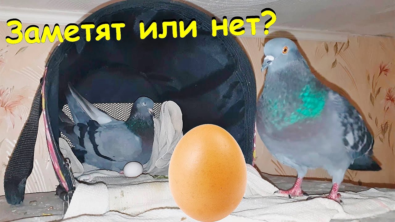 Забрал яйцо, подложи фальшивку