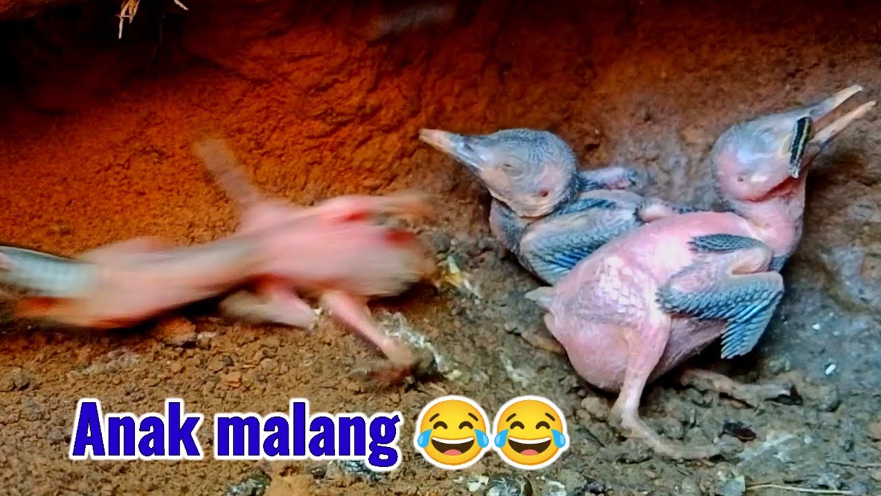 TRAGEDI ‼️UNTUK ANAK BURUNG TERKECIL