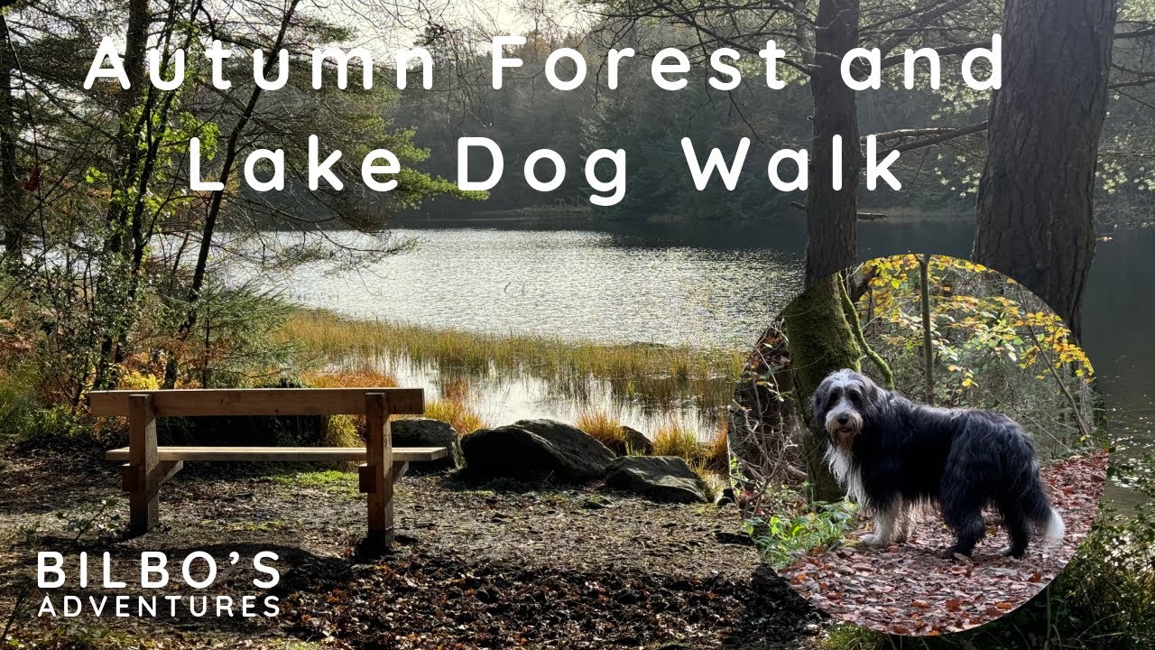 LOVELY Gwydir Forest Walk with our Bearded Collie