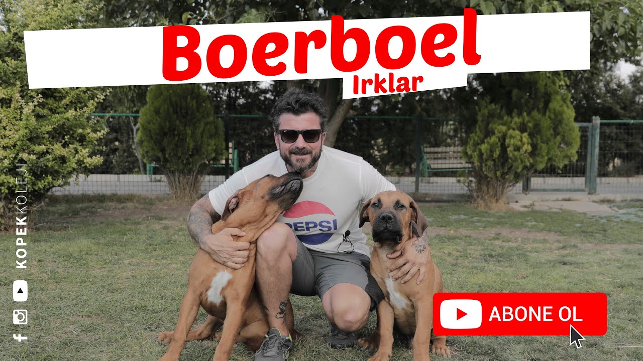 Köpek Irkları- Boerboel