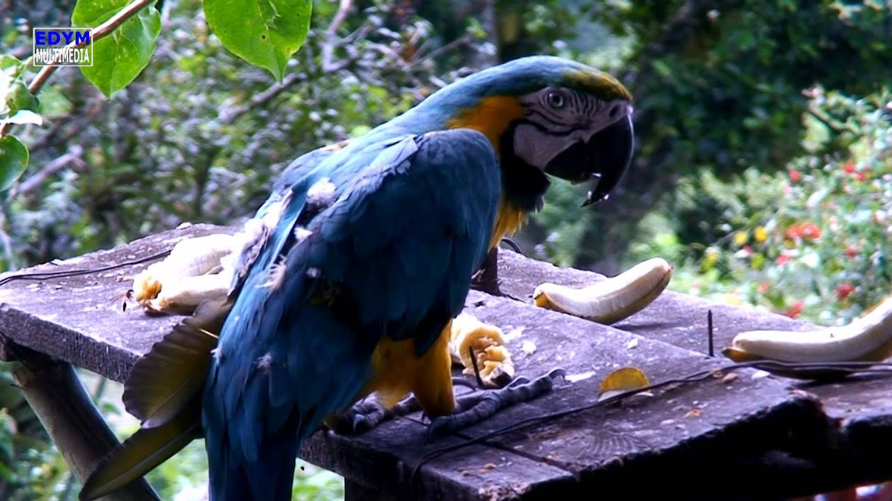 Guacamayo * Blue-and-yellow Macaw