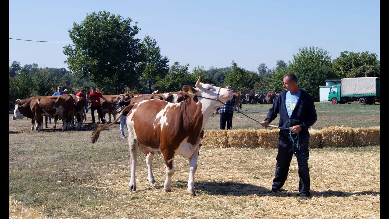 Izložba goveda simentalske rase i ovaca u Bogatiću 2021.