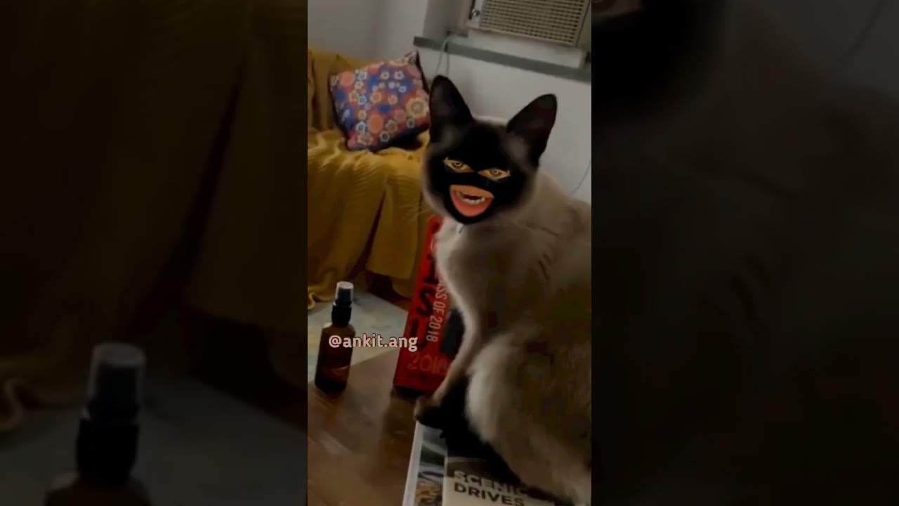 the cat 🐱 king finnny