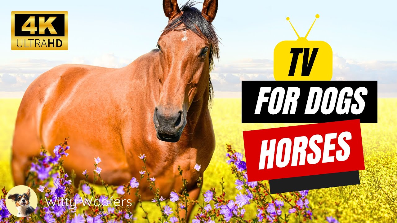 TV for Dogs 🐴 Horse Video for Dogs 🐶 Witty Woofers