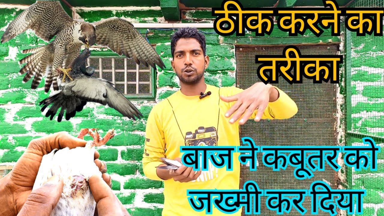 eagle attack pigeon | #pigeon attack falcon | बाज ने कबूतर को जख्मी कर दिया @kabootarihs