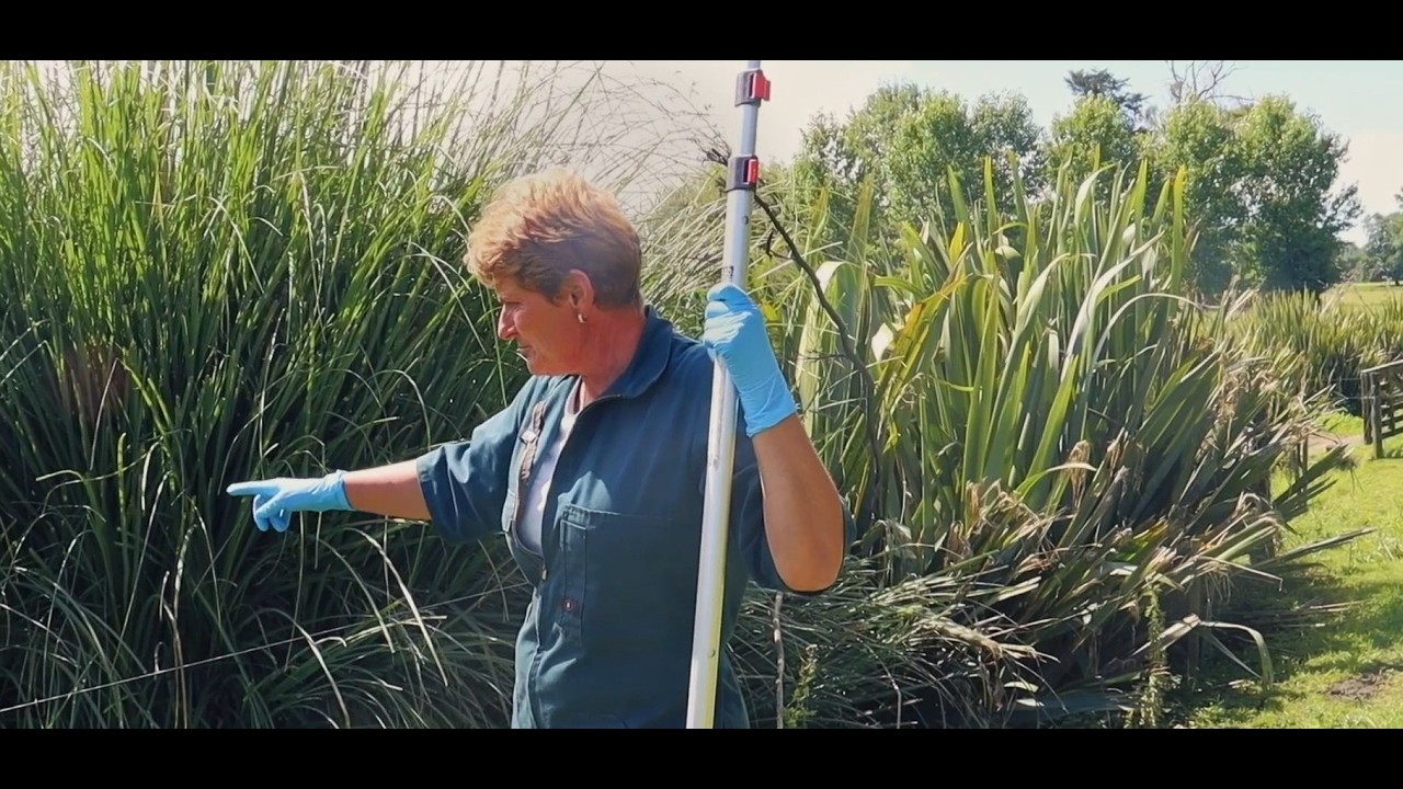 Pampas Weed Control Tutorial