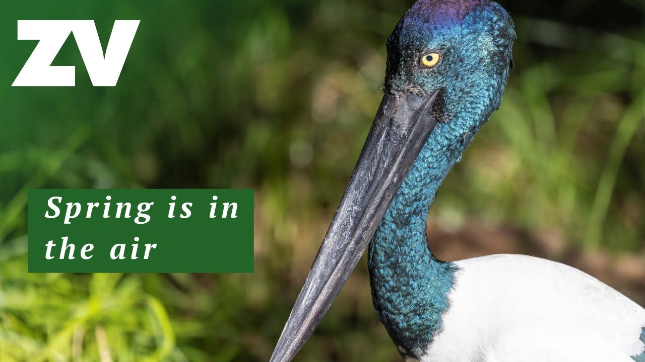Melbourne Zoo's birds have a Spring in their step!