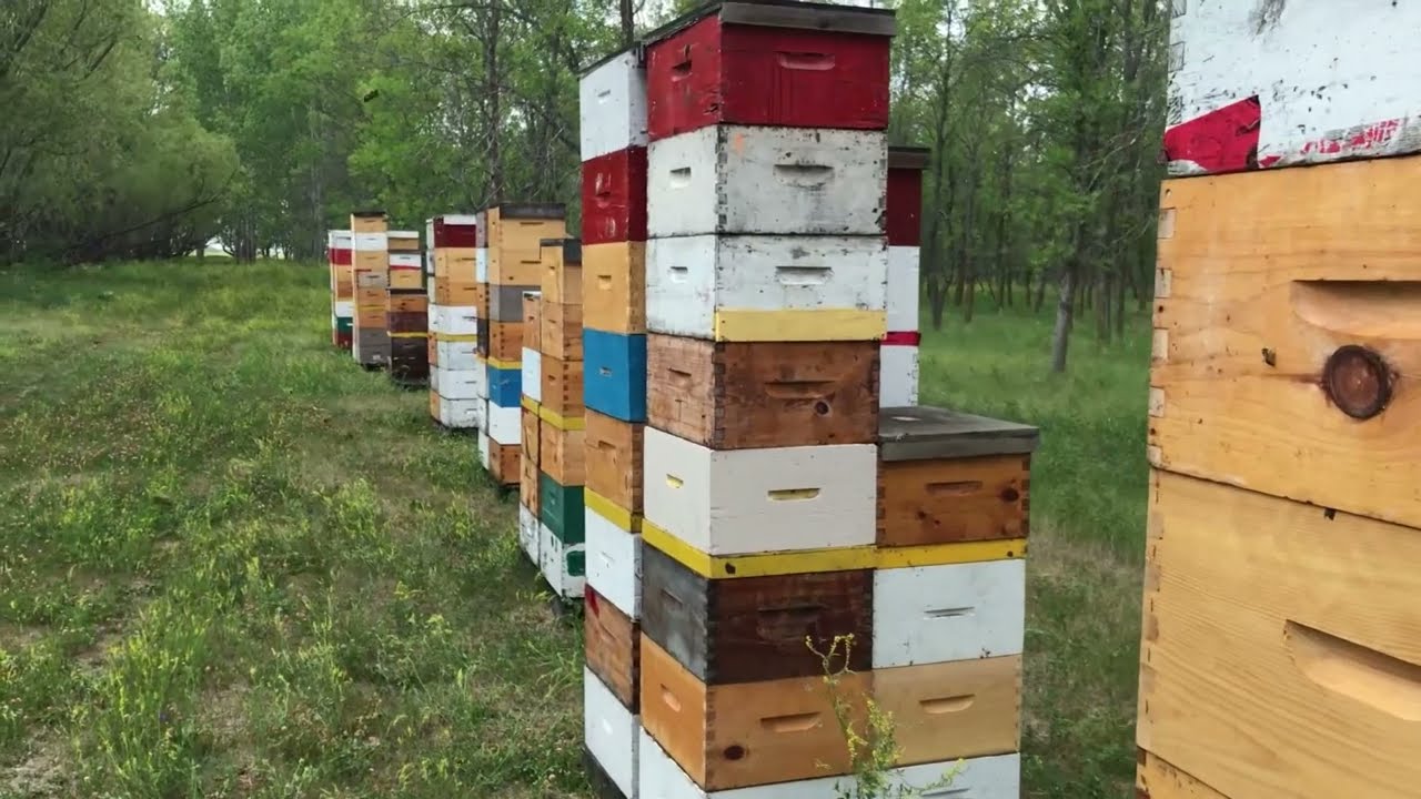 Payback time!  Pulling honey 2021 step 1.