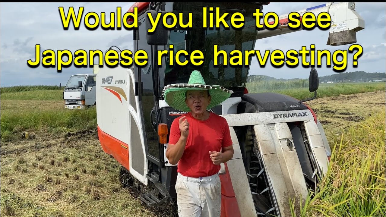 Japanese rice harvesting!