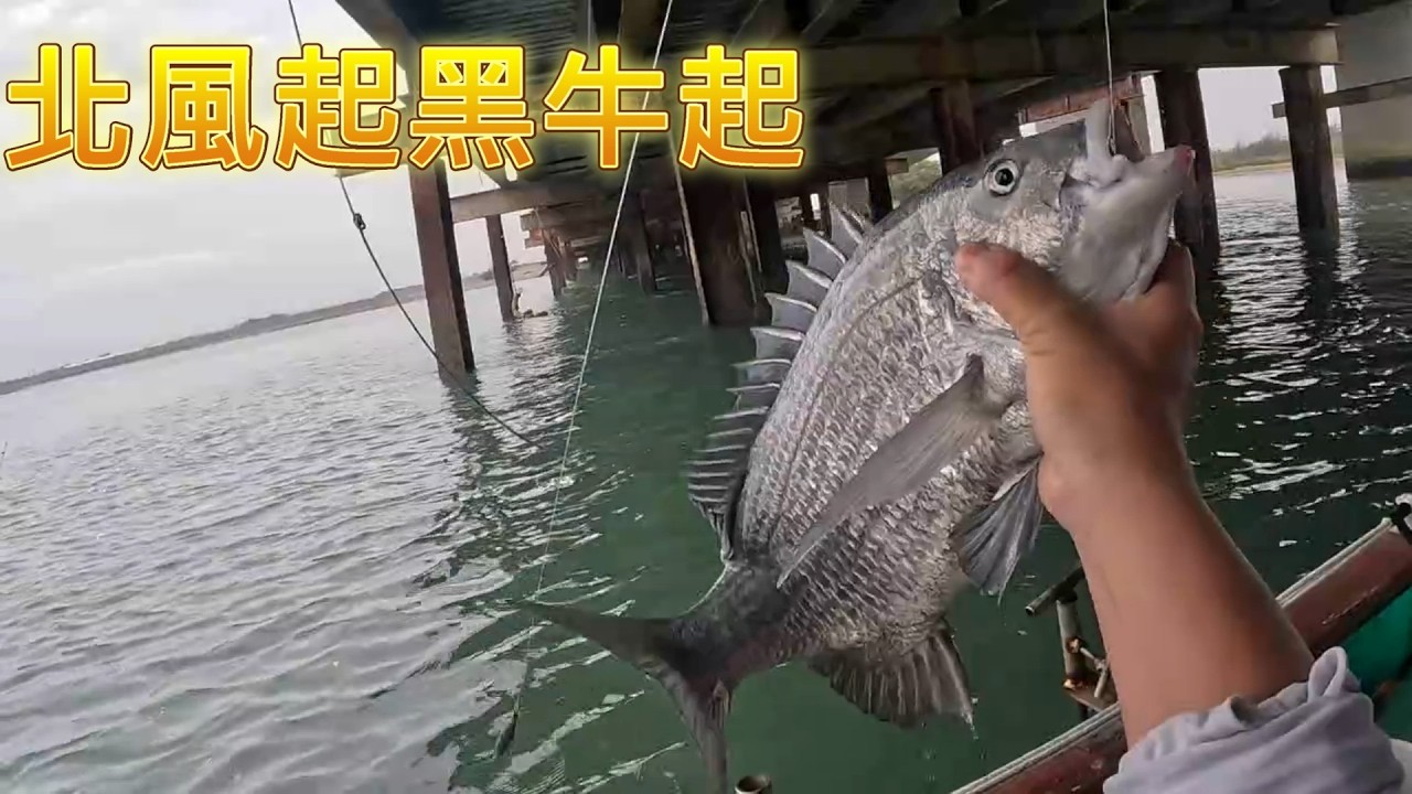 橋下目印螺釣全攻略10分鐘教你如何拉魚拉到手軟