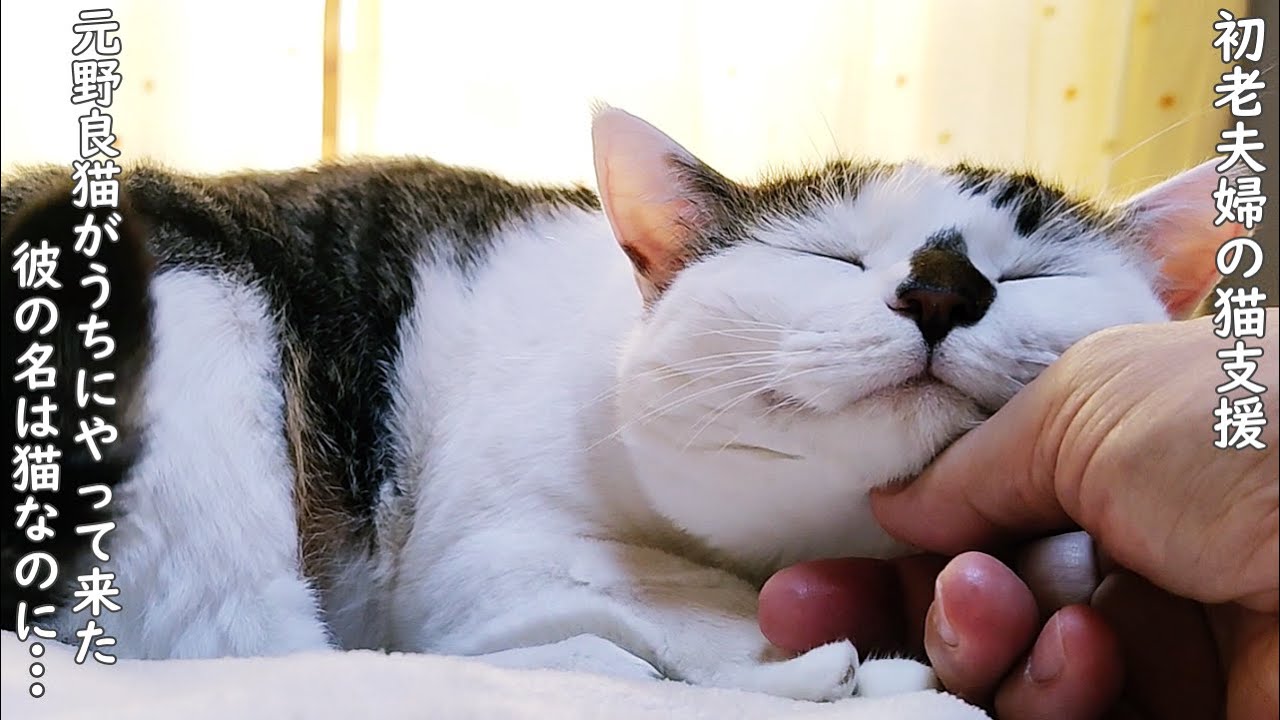 元野良猫(地域猫)がうちにやって来た。彼の名は猫なのに・・・【野良猫支援】