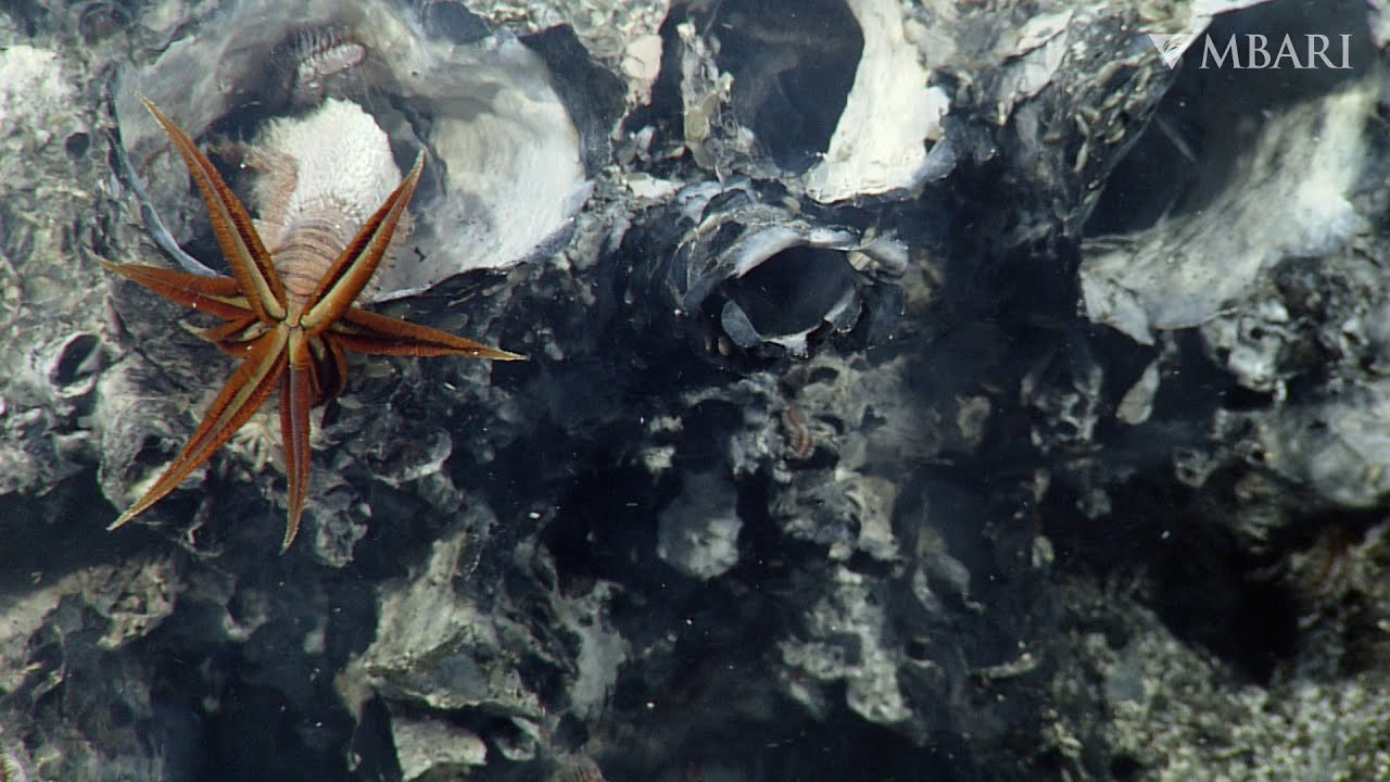 Weird and Wonderful: Some worms like it hot