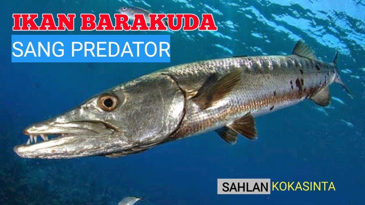 IKAN BARAKUDA SANG PREDATOR | IKAN ALU ALU