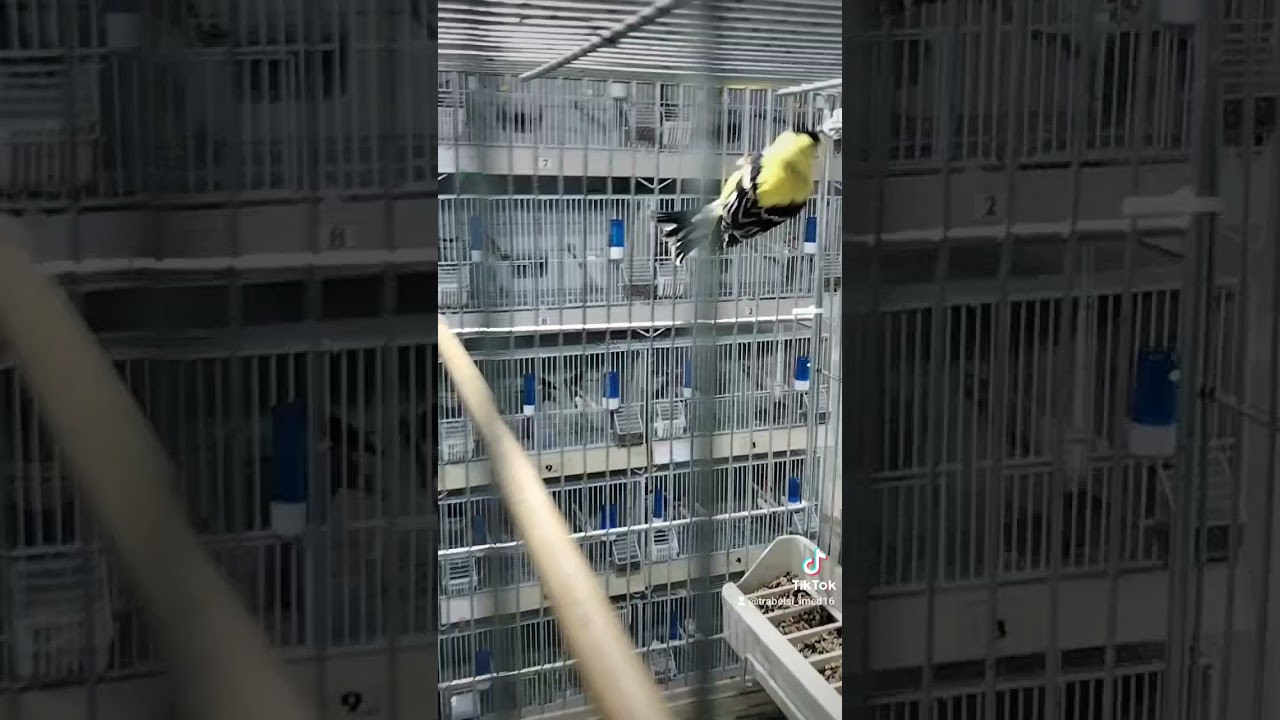 Cardeulis Tristis 💕💕💕