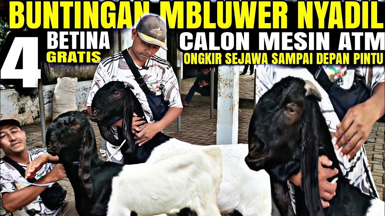 PAKET BUNTINGAN CANTIK..!!! Gratis Ongkir Kambing PE KALIGESING DI Lapak KANG MUDRIK
