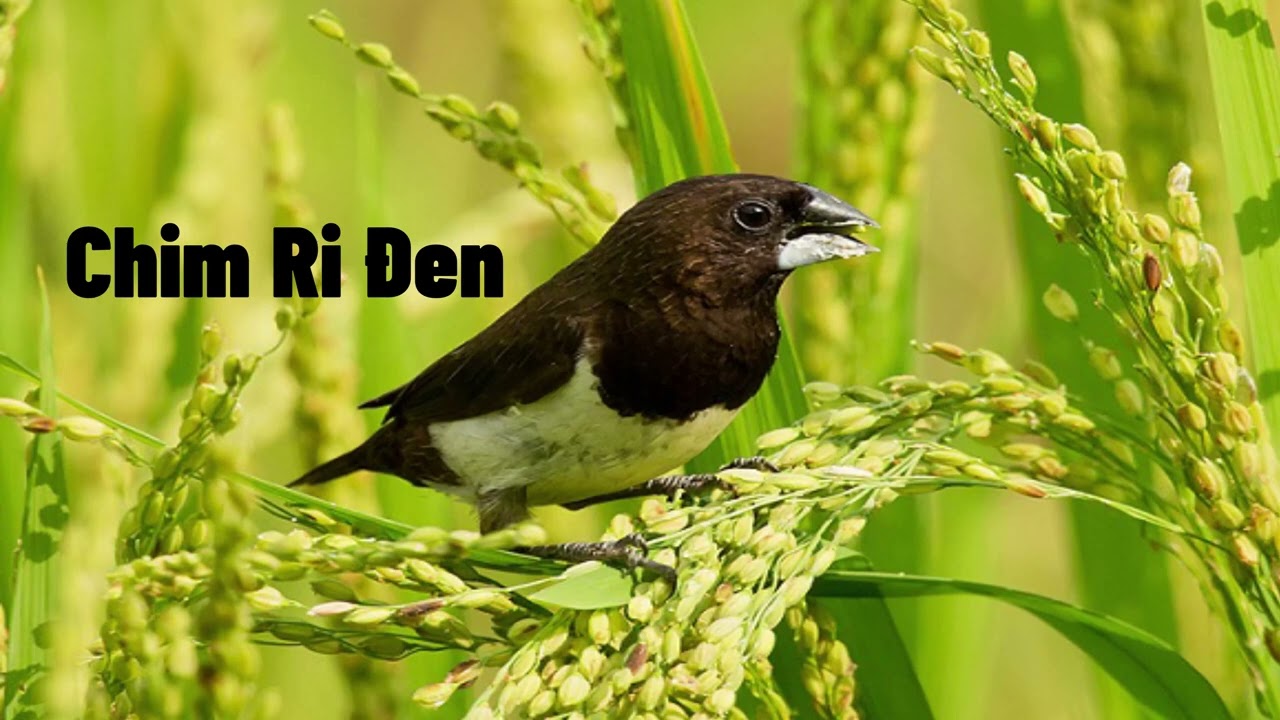 Tiếng Chim Ri, Sắc Ô Đen Mồi Gọi Bầy Đánh Lưới Chuẩn File MP3 | Tiếng sắc ô đen