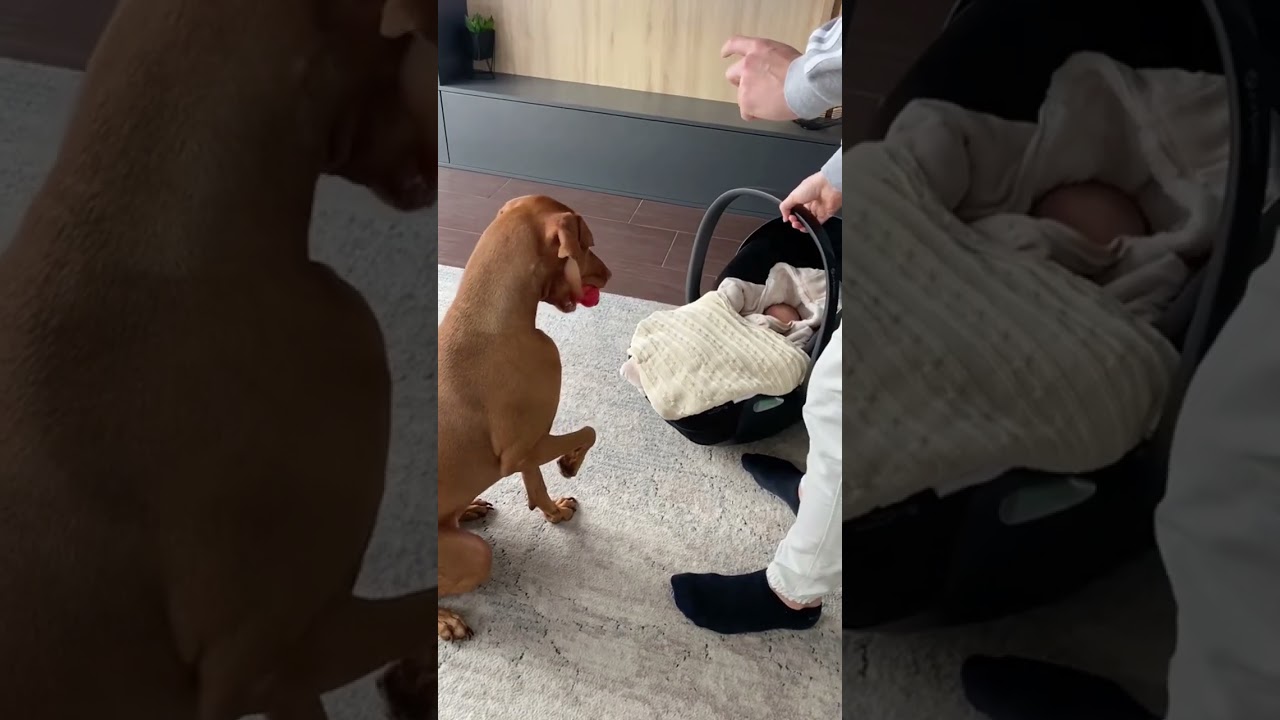Dogs see babies for the first time 🐶 #dog #doglover #lover #fyp