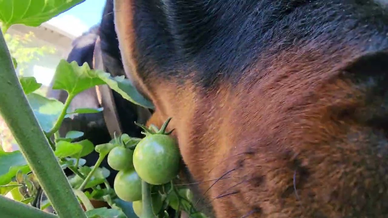 Garden Helper