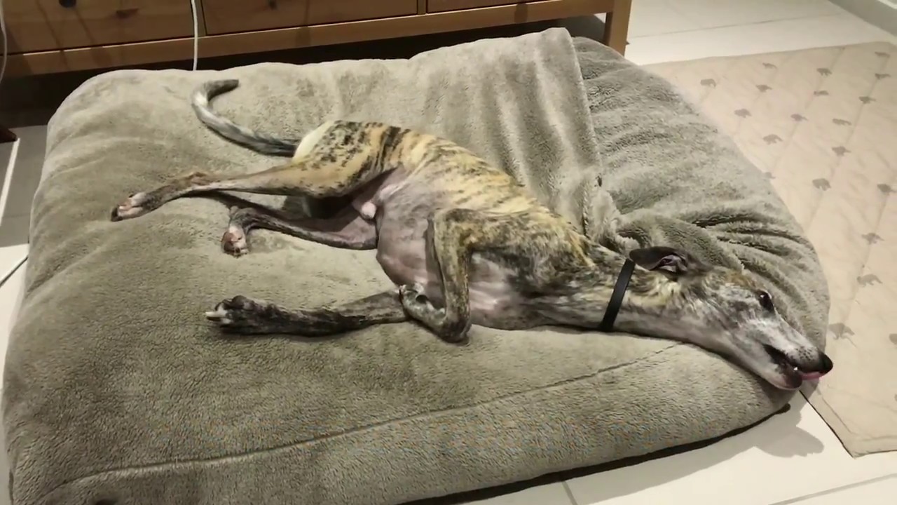 Whippet Talking, Speaking, Barking and Burping