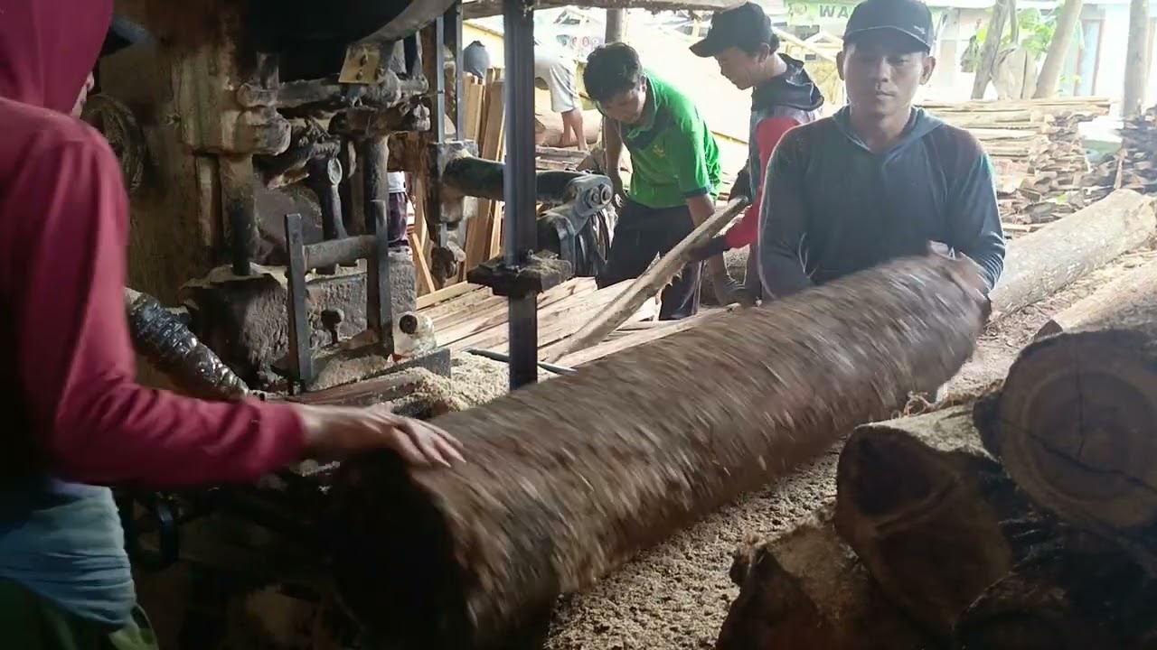 WOW SUPER BERAT POTONG KAYU AKASIA MANGIUM 